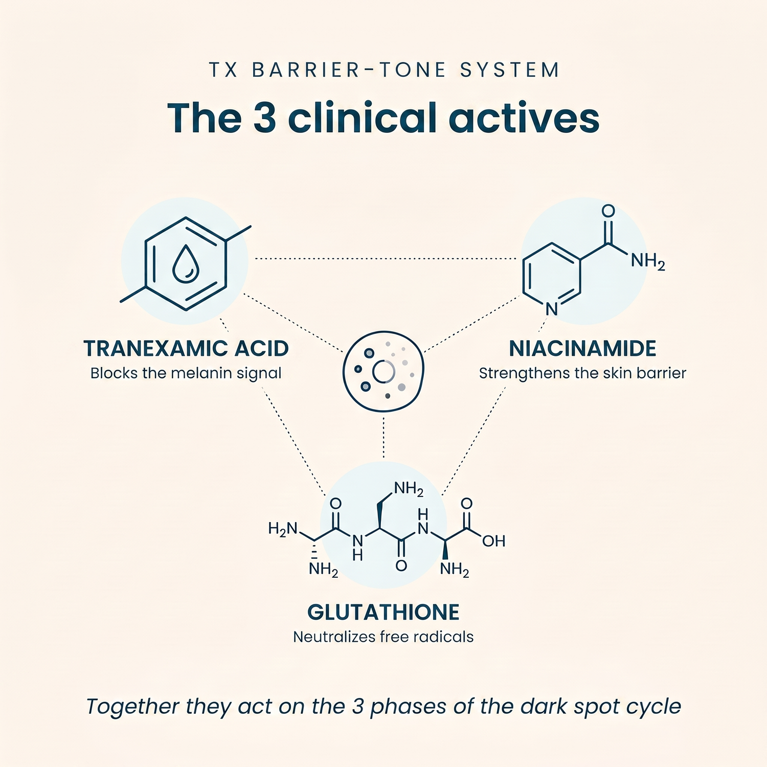 Ingredient mechanism - English version - TX Tone Repair Cream